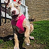 Tabatha Tongel is registered to the contest to win money with this photo: animal, brick_wall, canine, curious, daytime, dog, ears, grass, house, muzzle, outdoor, pet, pink_harness, playful, puppy, soil, sunny, walking, white_railing, yard