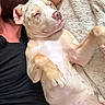 Tabatha Tongel joined the competition — help win amazing prizes! black_shirt, blanket, canine, closeup, companion, cozy, dog, ears, fur, human, indoor, light_pants, lying_down, paw, pet, pink_nose, relaxed, resting, sleeping, snout