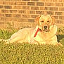 dog, golden_retriever, grass, outdoor, sunlight, collar, pet, animal, brick_wall, relaxed, lying_down, canine, nature, daylight, mammal, fur, friendly, domestic_animal, summer, leisure