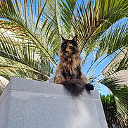 Luz a rejoint le concours — aidez-le/la à gagner de superbes lots ! cat, fluffy, outdoor, plant, palm_leaves, sky, concrete, nature, animal, pet, sunlight, greenery, feline, sitting, majestic, daylight, wildlife, portrait, calm, beautiful