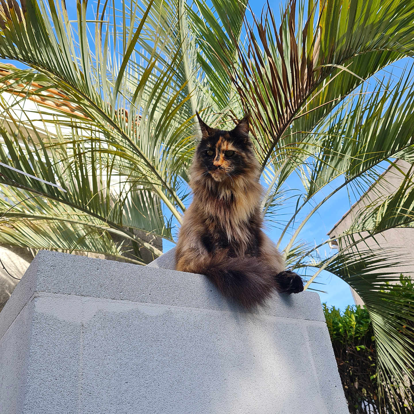 Luz a rejoint le concours — aidez-le/la à gagner de superbes lots ! animal, beautiful, calm, cat, concrete, daylight, feline, fluffy, greenery, majestic, nature, outdoor, palm_leaves, pet, plant, portrait, sitting, sky, sunlight, wildlife