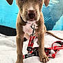puppy, dog, leash, brown_fur, white_quilt, blue_background, sitting, pet, animal, cute, collar, young_dog, indoor, attention, front_paws, close_up, looking_at_camera, canine, adorable, domestic_animal