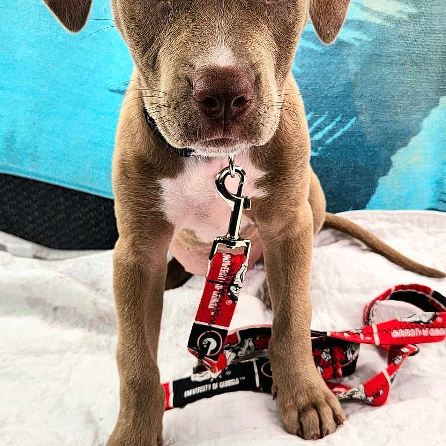 Laykin joined the competition — help win amazing prizes! adorable, animal, attention, blue_background, brown_fur, canine, close_up, collar, cute, dog, domestic_animal, front_paws, indoor, leash, looking_at_camera, pet, puppy, sitting, white_quilt, young_dog