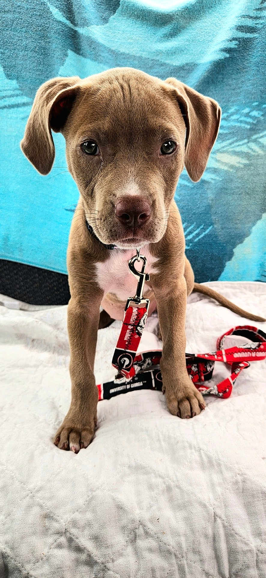 Laykin joined the competition — help win amazing prizes! puppy, dog, leash, brown_fur, white_quilt, blue_background, sitting, pet, animal, cute, collar, young_dog, indoor, attention, front_paws, close_up, looking_at_camera, canine, adorable, domestic_animal