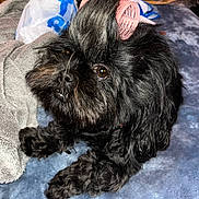Zoey is registered to the contest to win money with this photo: dog, black_dog, pet, hair_roller, blanket, fur, curious, cute, animal, indoors, resting, closeup, face, brown_eyes, paw, soft_texture, cozy, companion, domestic_animal, relaxed