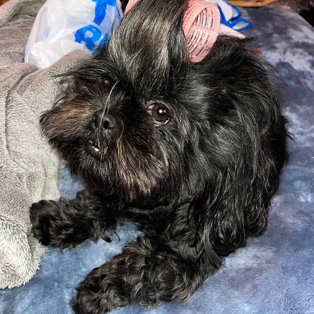 Zoey is registered to the contest to win money with this photo: animal, black_dog, blanket, brown_eyes, closeup, companion, cozy, curious, cute, dog, domestic_animal, face, fur, hair_roller, indoors, paw, pet, relaxed, resting, soft_texture