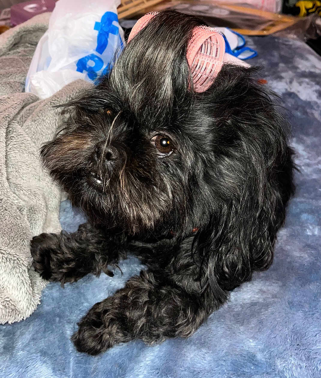 Zoey is registered to the contest to win money with this photo: dog, black_dog, pet, hair_roller, blanket, fur, curious, cute, animal, indoors, resting, closeup, face, brown_eyes, paw, soft_texture, cozy, companion, domestic_animal, relaxed