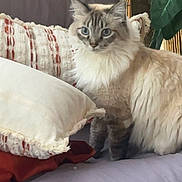 Pretty Girl is registered to the contest to win money with this photo: cat, fluffy, blue_eyes, couch, pillow, indoor, pet, feline, curious, sitting, cozy, home, furniture, decor, soft, animal, fur, relaxed, domestic, alert
