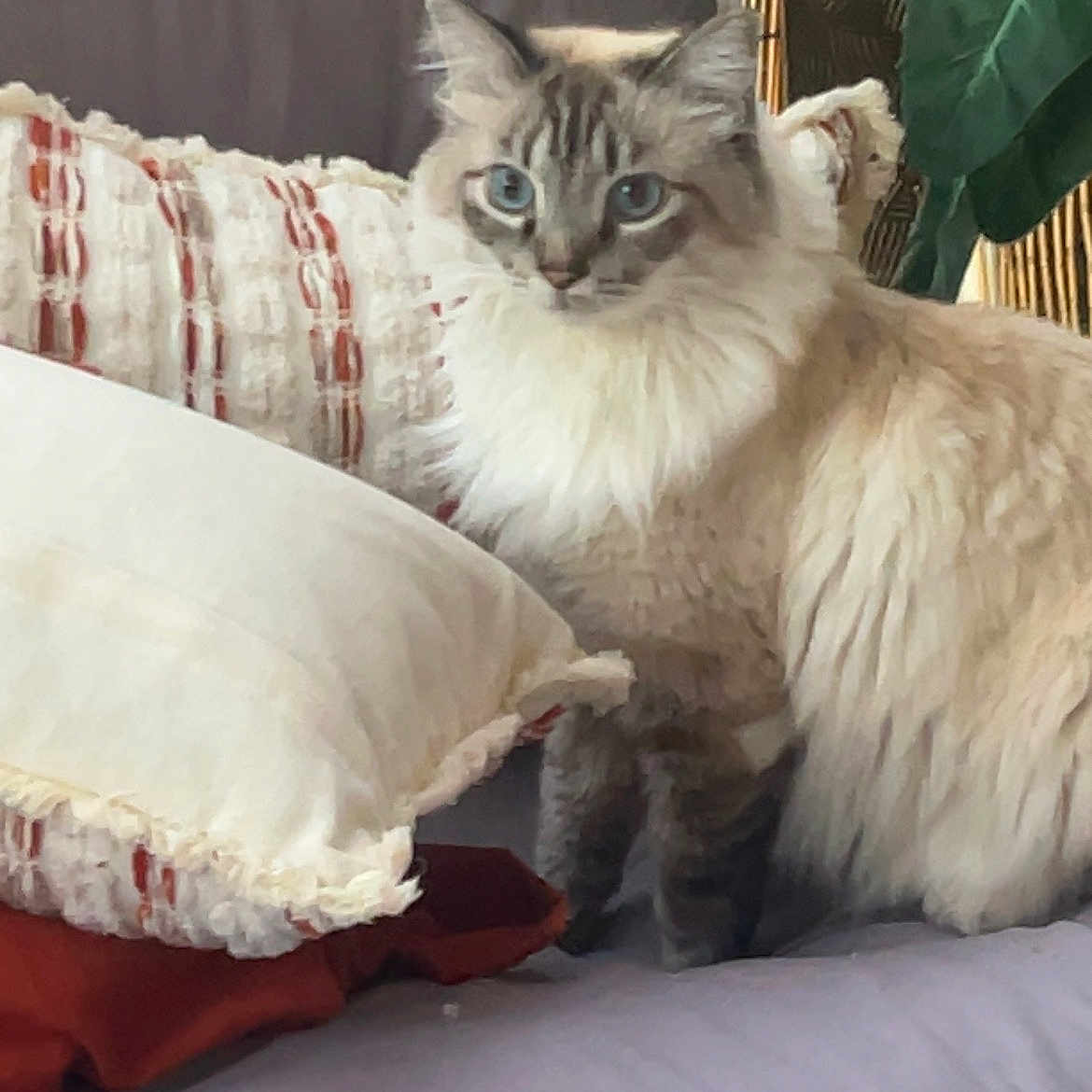 Pretty Girl is registered to the contest to win money with this photo: cat, fluffy, blue_eyes, couch, pillow, indoor, pet, feline, curious, sitting, cozy, home, furniture, decor, soft, animal, fur, relaxed, domestic, alert