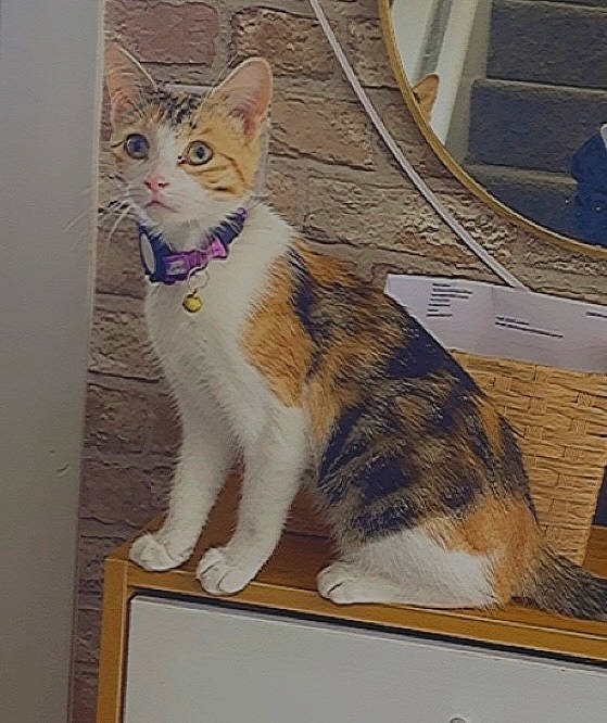 Artemis joined the competition — help win amazing prizes! art, carnivore, cat, claw, domestic_short_haired_cat, felidae, flooring, foot, fur, paw, rectangle, sitting, small_to_medium_sized_cats, snout, tail, terrestrial_animal, whiskers, window, wood