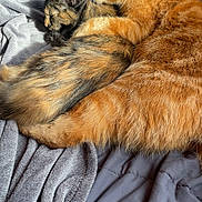 Tigger is registered to the contest to win money with this photo: cat, cats, orange_cat, tortoiseshell_cat, feline, pet, animals, sleeping, snuggling, bed, blanket, cozy, fur, whiskers, sunlight, indoors, resting, cute, companion, affection