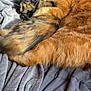 cat, cats, orange_cat, tortoiseshell_cat, feline, pet, animals, sleeping, snuggling, bed, blanket, cozy, fur, whiskers, sunlight, indoors, resting, cute, companion, affection