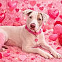 dog, heart, pink, collar, pet, cute, valentine, decorations, fluffy, laying_down, portrait, animal, love, background, soft, lights, cute_pet, heart_shaped, indoor, adorable