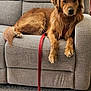 dog, golden_retriever, couch, leash, indoor, carpet, pet, canine, relaxed, furniture, living_room, brown, fur, domestic_animal, resting, animal, household, cozy, companion, home