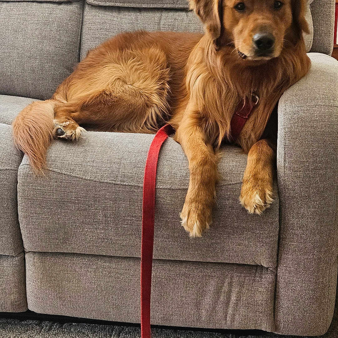 Buddy is registered to the contest to win money with this photo: animal, brown, canine, carpet, companion, couch, cozy, dog, domestic_animal, fur, furniture, golden_retriever, home, household, indoor, leash, living_room, pet, relaxed, resting
