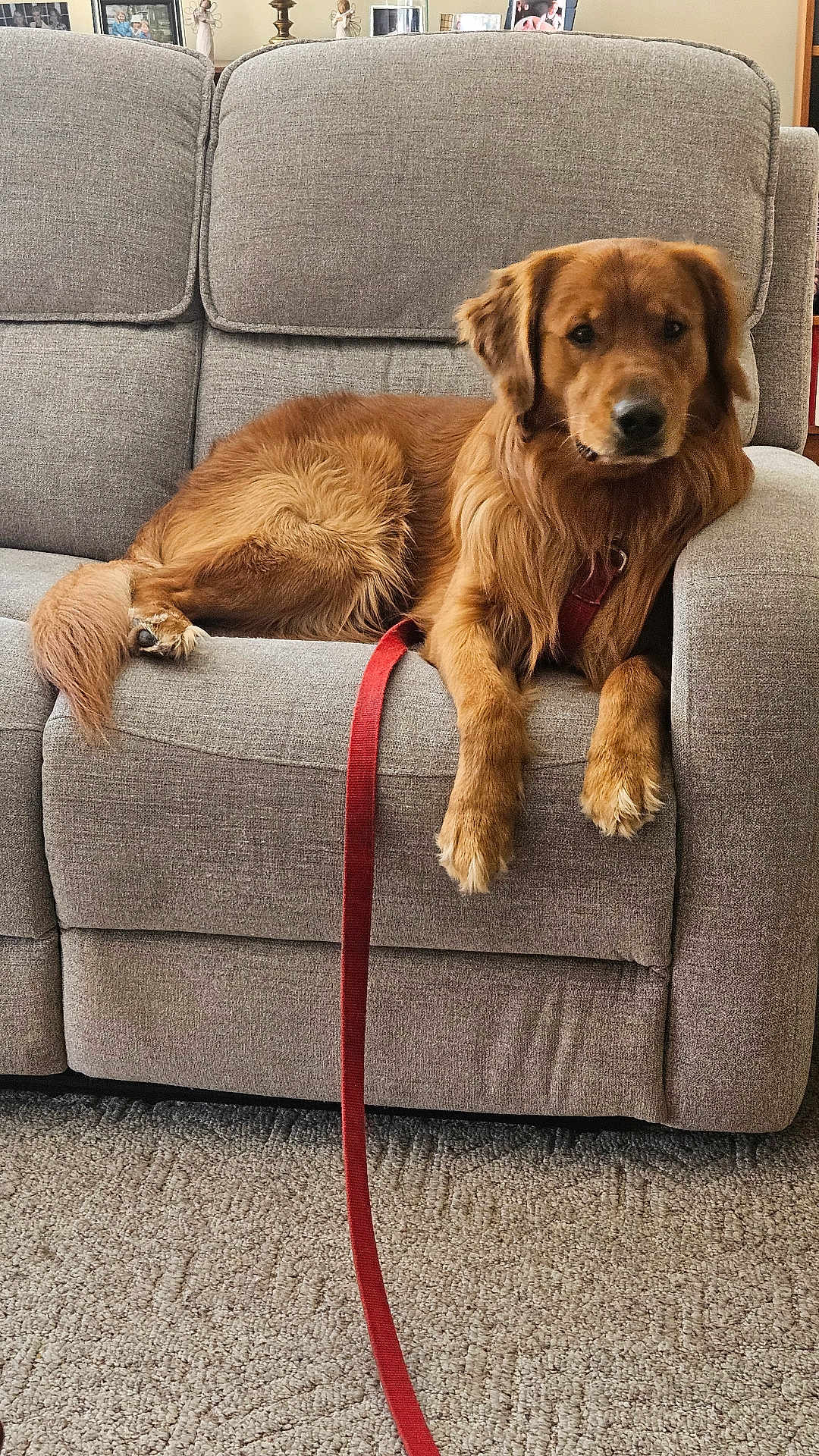 Buddy