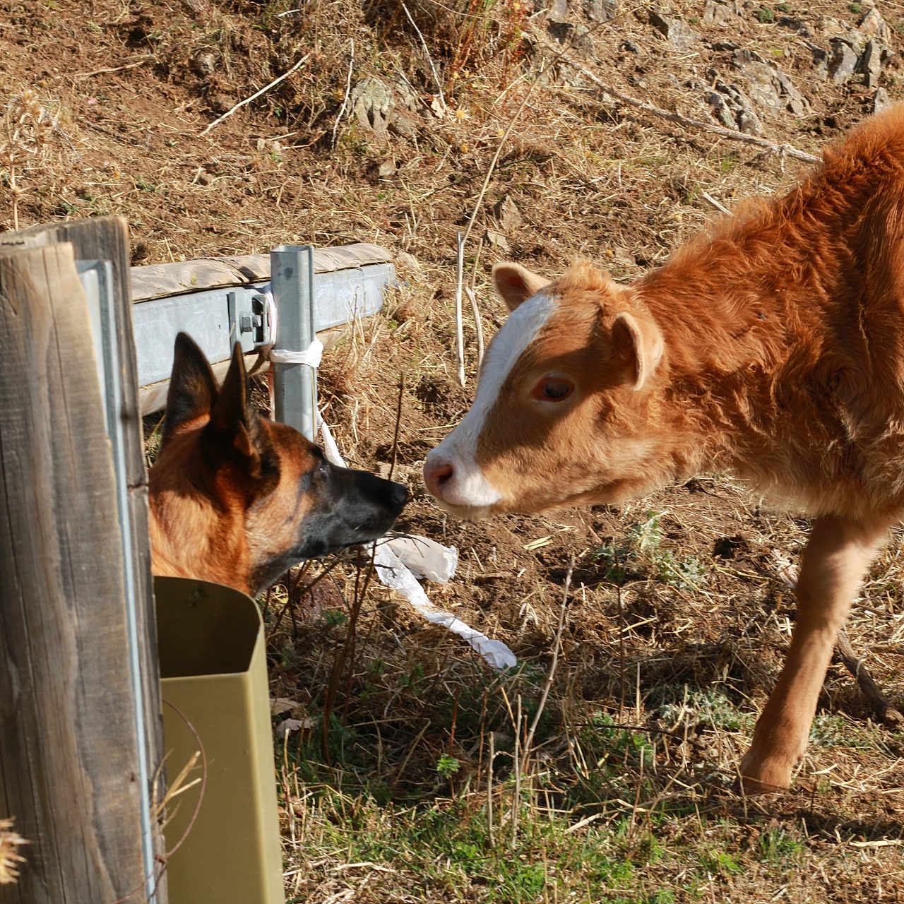 Luni participe au concours pour gagner de l'argent avec cette photo : animal, brown, calf, closeup, curious, daylight, dog, farm, fence, fence_post, friendship, grass, interaction, mammal, nature, nose, outdoor, pet, rural, young