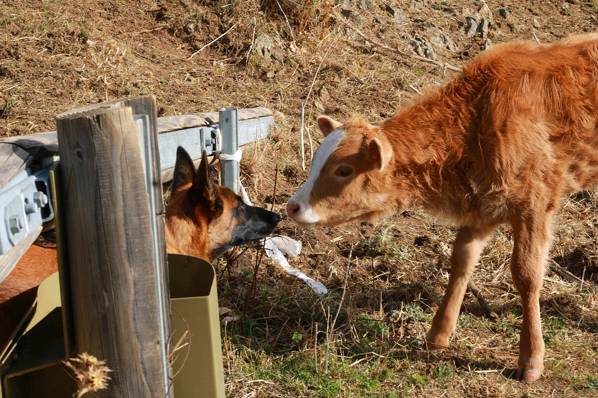 Luni participe au concours pour gagner de l'argent avec cette photo : dog, calf, fence, outdoor, grass, animal, nature, brown, nose, curious, friendship, farm, young, pet, mammal, daylight, rural, closeup, fence_post, interaction