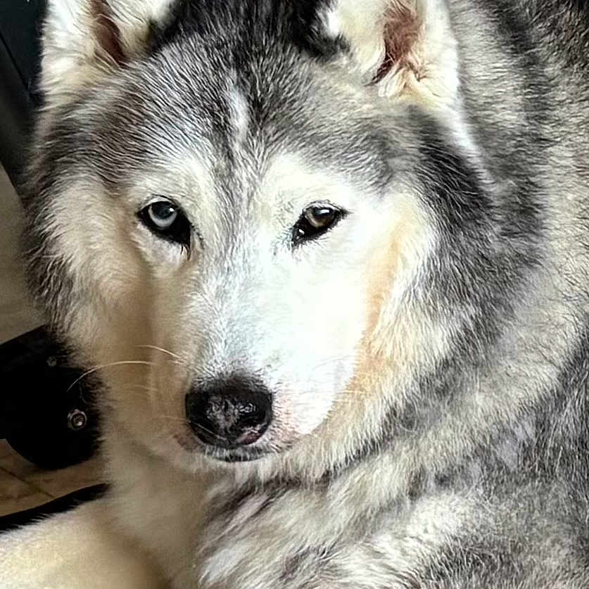 Bell is registered to the contest to win money with this photo: animal, blue_eye, brown_eye, canine, close_up, dog, domestic_animal, ears, fur_texture, gray_fur, heterochromia, husky, indoor, lying_down, mammal, pet, portrait, relaxed, snout, white_fur