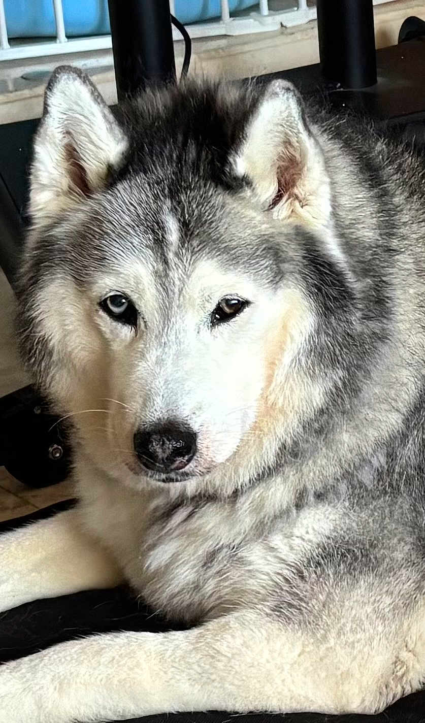 Bell is registered to the contest to win money with this photo: husky, dog, animal, pet, indoor, gray_fur, white_fur, heterochromia, blue_eye, brown_eye, lying_down, close_up, mammal, canine, ears, snout, fur_texture, relaxed, portrait, domestic_animal