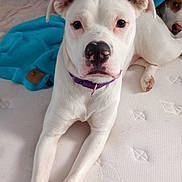 Luna Rae joined the competition — help win amazing prizes! animal, bedroom, blanket, blue_blanket, close_up, collar, companion, curious, cute, dog, front_legs, indoor, laying_down, mattress, pet, puppy, purple_collar, resting, two_dogs, white_dog