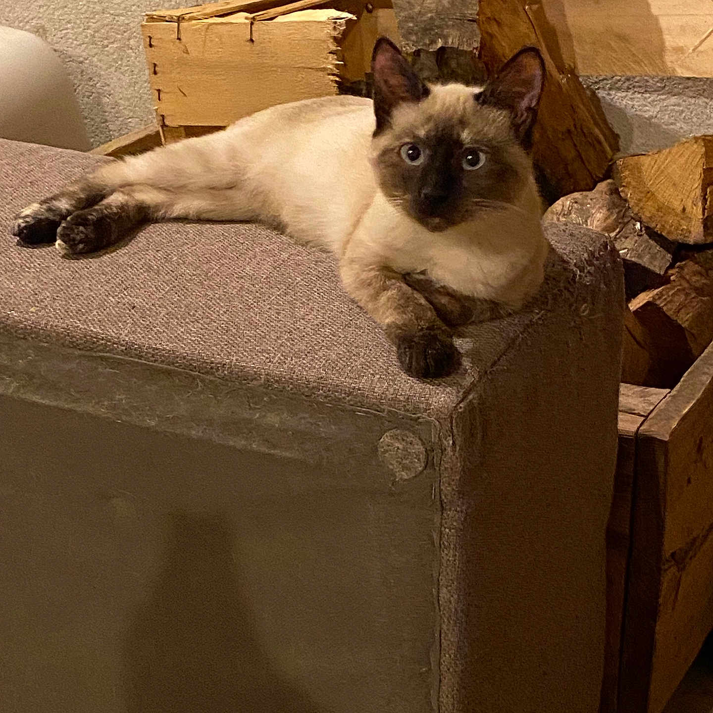 Sushi a rejoint le concours — aidez-le/la à gagner de superbes lots ! animal, box, cat, couch, crate, furniture, hardwood, kitten, manx, pet, plywood, siamese, wood