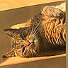 Gouffa participe au concours pour gagner de l'argent avec cette photo : cat, tabby_cat, feline, sleeping, relaxed, upside_down, sunbeam, fur, whiskers, ears, closed_eyes, pet, indoor, window, wood, warm_lighting, cozy, portrait, animal, nap