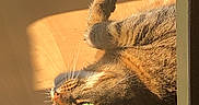 Gouffa a rejoint le concours — aidez-le/la à gagner de superbes lots ! cat, feline, pet, tabby, brown_fur, green_eyes, whiskers, paws, upside_down, lying_down, relaxed, sunbeam, sunlight, indoors, floor, shadow, close_up, portrait, playful, funny