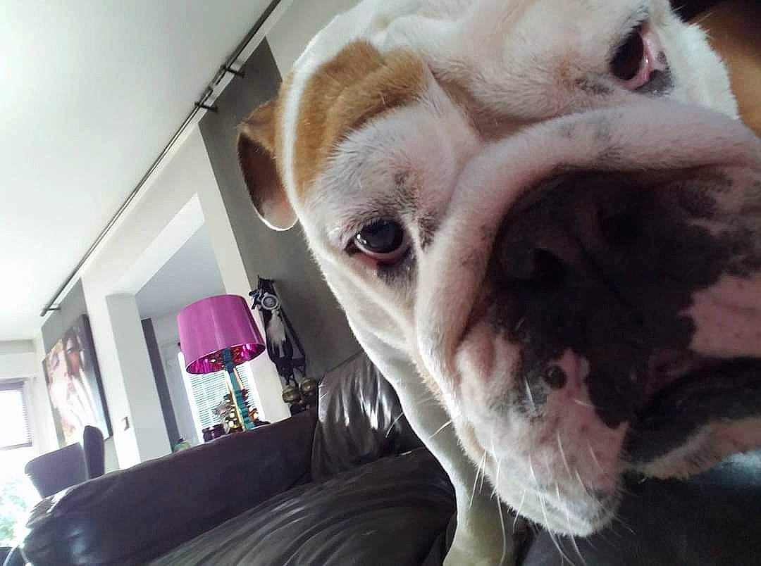 Garance participe au concours pour gagner de l'argent avec cette photo : american_bulldog, australian_bulldog, bulldog, canidae, carnivore, companion_dog, dog, dog_breed, eye, head, mammal, non_sporting_group, nose, old_english_bulldog, olde_english_bulldogge, snout, toy_bulldog, valley_bulldog, vertebrate, white_english_bulldog