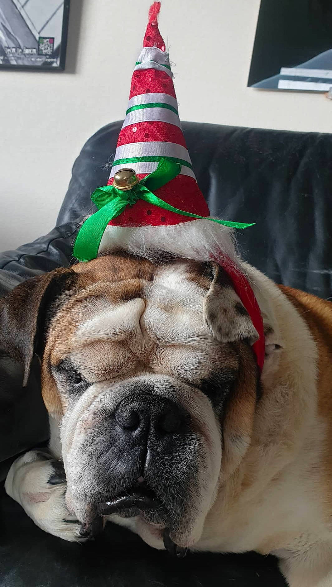 Edgar participe au concours pour gagner de l'argent avec cette photo : bulldog, canidae, carnivore, collar, companion_dog, cone, costume_accessory, costume_hat, couch, dog, dog_breed, fawn, guard_dog, old_english_bulldog, party_hat, picture_frame, snout, sporting_group, working_animal, wrinkle