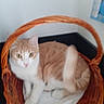 cat, basket, ginger_cat, white_cat, tail, motion_blur, indoor, pet, animal, feline, woven_basket, resting, blurred, cute, domestic_cat, fur, whiskers, eyes, floor, wall