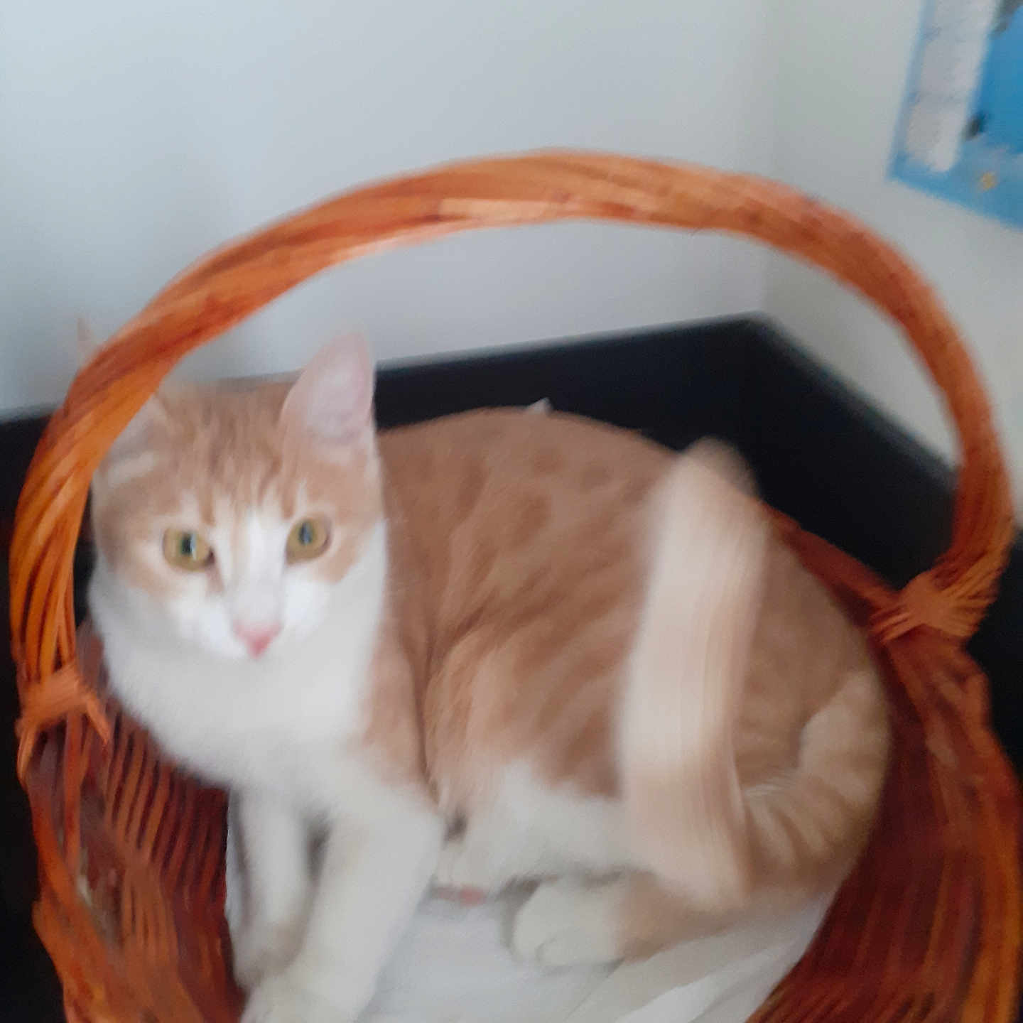 Caramelle