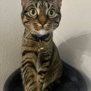 Pootie is registered to the contest to win money with this photo: animal, bell, cat, cat_perch, closeup, collar, curious, domestic_cat, ears, eyes, feline, fur, indoor, paw, pet, pet_accessory, sitting, tabby, wall, whiskers