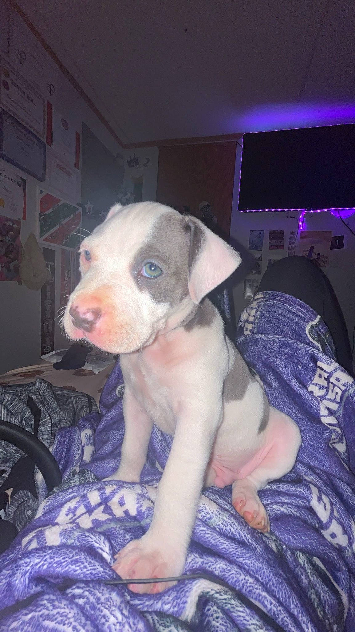 Mac joined the competition — help win amazing prizes! canidae, carnivore, comfort, companion_dog, computer_keyboard, dog, dog_breed, dogo_argentino, fawn, flesh, fur, led_backlit_lcd_display, non_sporting_group, snout, sporting_group, television, terrestrial_animal, toy_dog, whiskers, working_animal