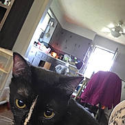 Fiona is registered to the contest to win money with this photo: animal, black_cat, cabinet, casual, cat, chair, close_up, cozy, curious, domestic, face, furniture, indoor, jacket, kitchen, pet, striped_marking, whiskers, window, yellow_eyes