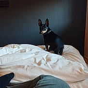 Tommy a rejoint le concours — aidez-le/la à gagner de superbes lots ! bed, black, blanket, collar, curious, dog, ear, fabric, furniture, indoor, leg, looking_back, paw, person, pet, resting, rumpled, tan, wall, white