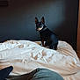 bed, black, blanket, collar, curious, dog, ear, fabric, furniture, indoor, leg, looking_back, paw, person, pet, resting, rumpled, tan, wall, white
