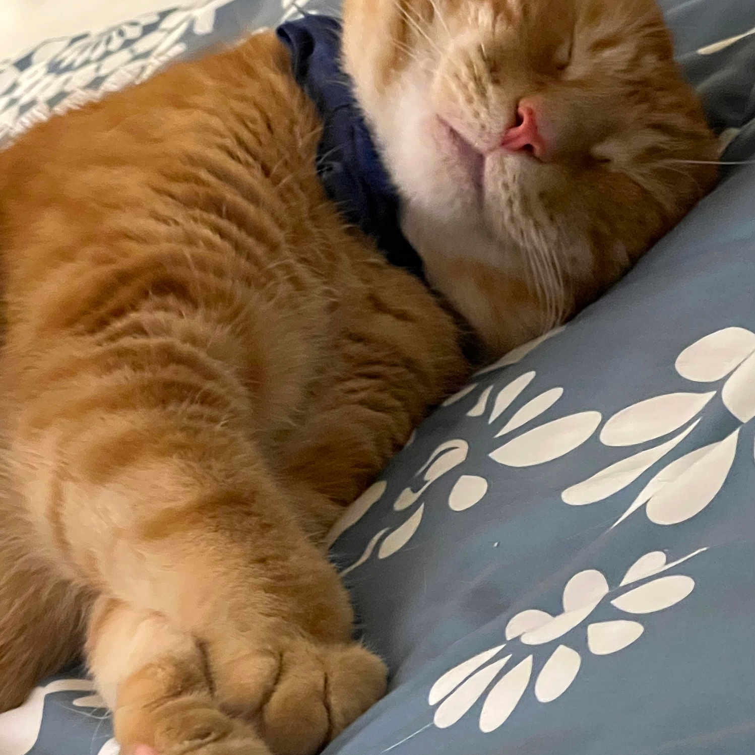 Simba joined the competition — help win amazing prizes! animal, blanket, cat, close_up, cozy, cute, domestic_cat, feline, fur, indoor, nap, orange_tabby, pattern, paws, pet, relaxed, resting, sleeping, soft, whiskers