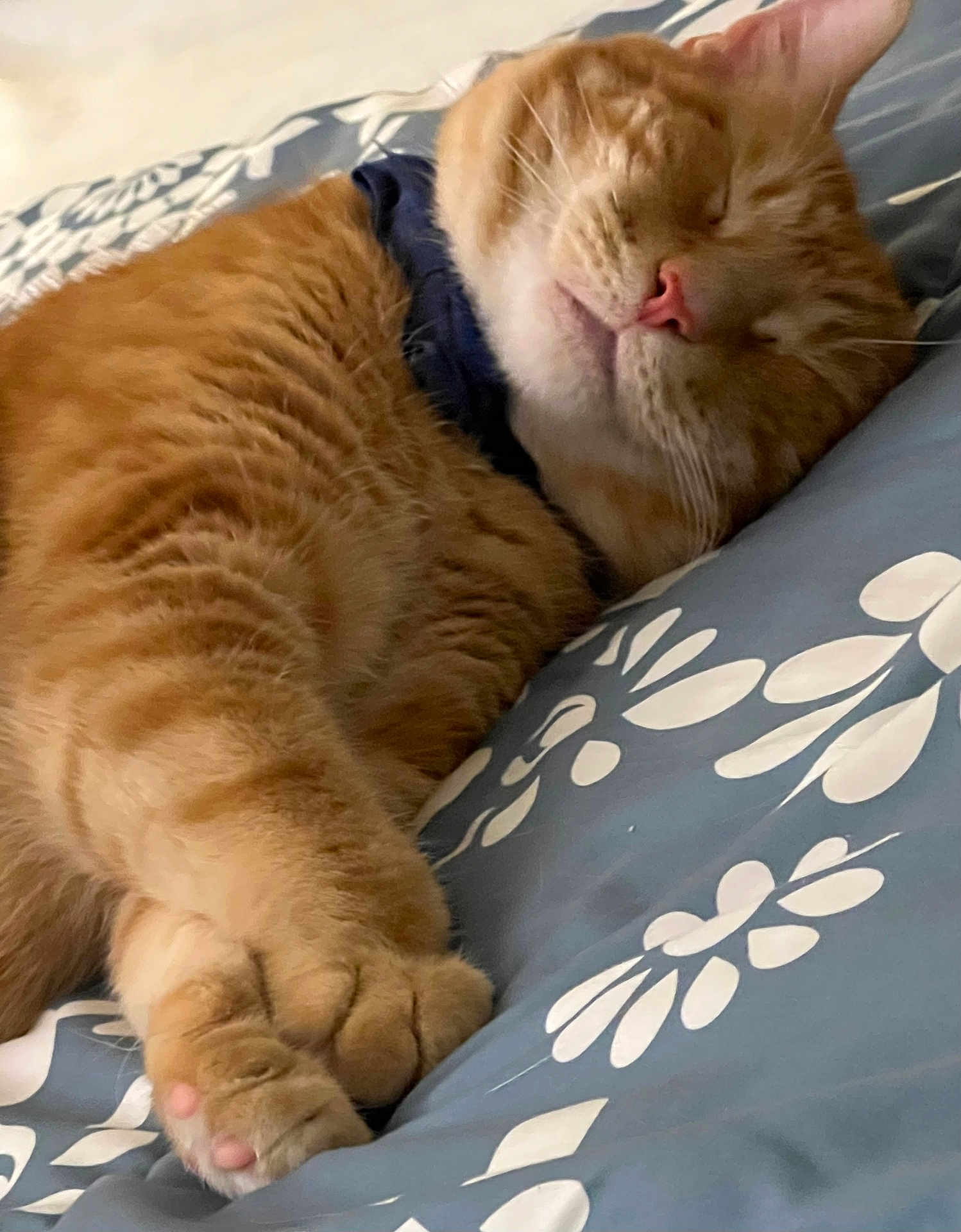 Simba joined the competition — help win amazing prizes! cat, orange_tabby, sleeping, paws, close_up, pet, feline, cozy, blanket, pattern, indoor, relaxed, cute, whiskers, fur, resting, domestic_cat, animal, nap, soft