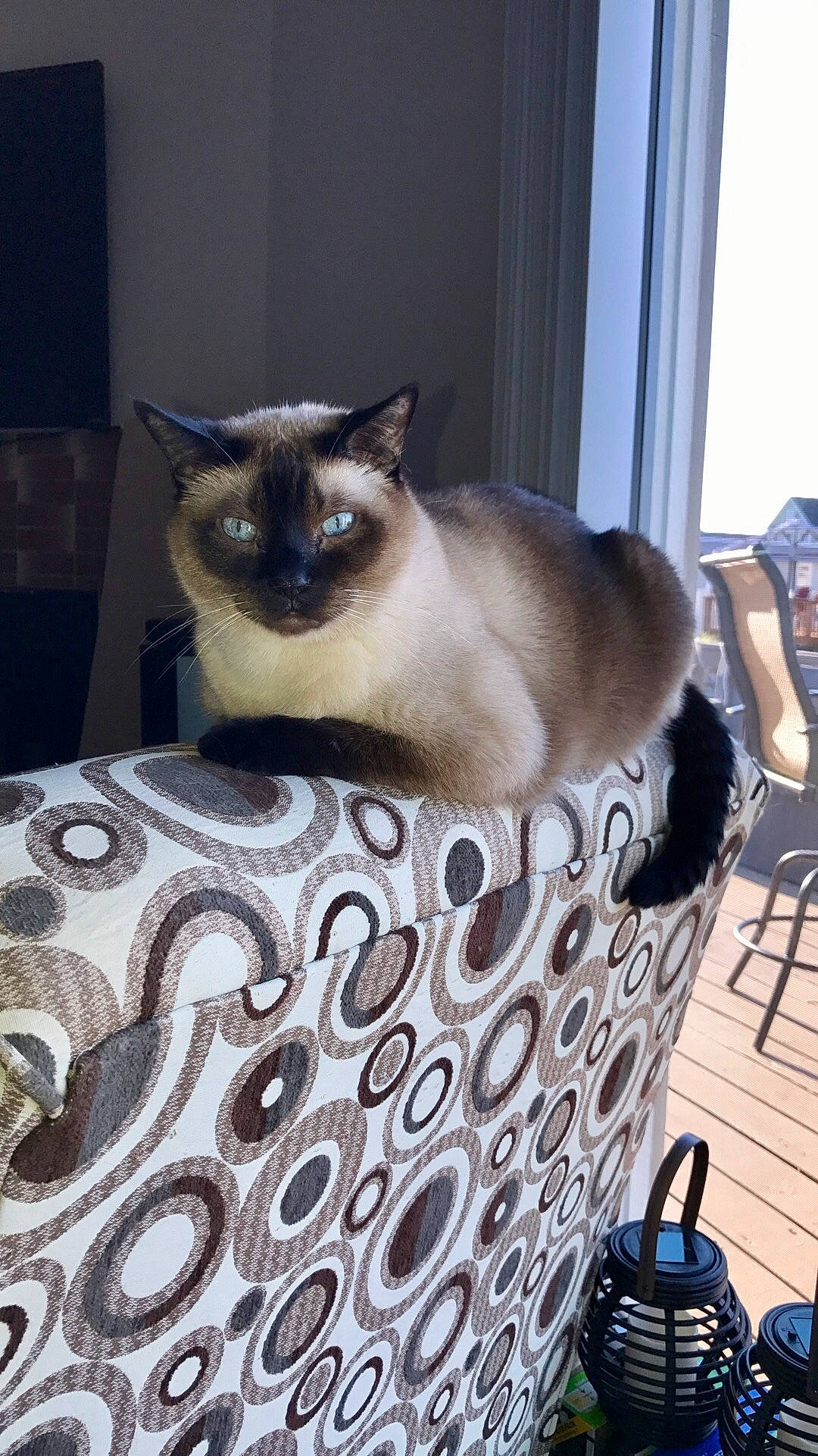 Clancy joined the competition — help win amazing prizes! asian, balinese, birman, burmese, carnivore, cat, colorpoint_shorthair, fawn, felidae, himalayan, mammal, ojos_azules, ragdoll, siamese, small_to_medium_sized_cats, snowshoe, thai, tonkinese, vertebrate, whiskers