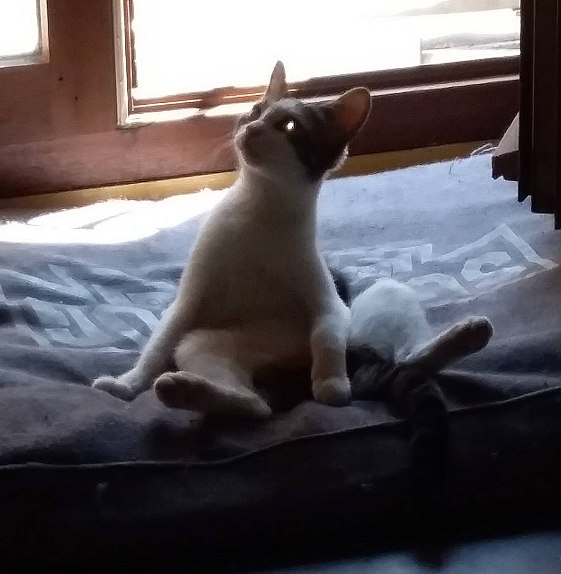 Miou a rejoint le concours — aidez-le/la à gagner de superbes lots ! canidae, carnivore, cat, fawn, felidae, kitten, leg, mammal, small_to_medium_sized_cats, tail, tonkinese, whiskers, window