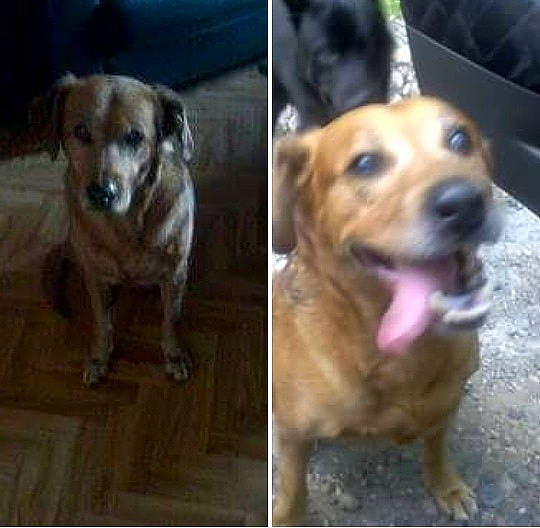 Vodka participe au concours pour gagner de l'argent avec cette photo : beagador, beagle, canidae, carnivore, companion_dog, dachshund, dog, dog_breed, fawn, golden_retriever, labrador_retriever, mammal, mountain_cur, puppy, rare_breed_dog, snout, sporting_group, street_dog