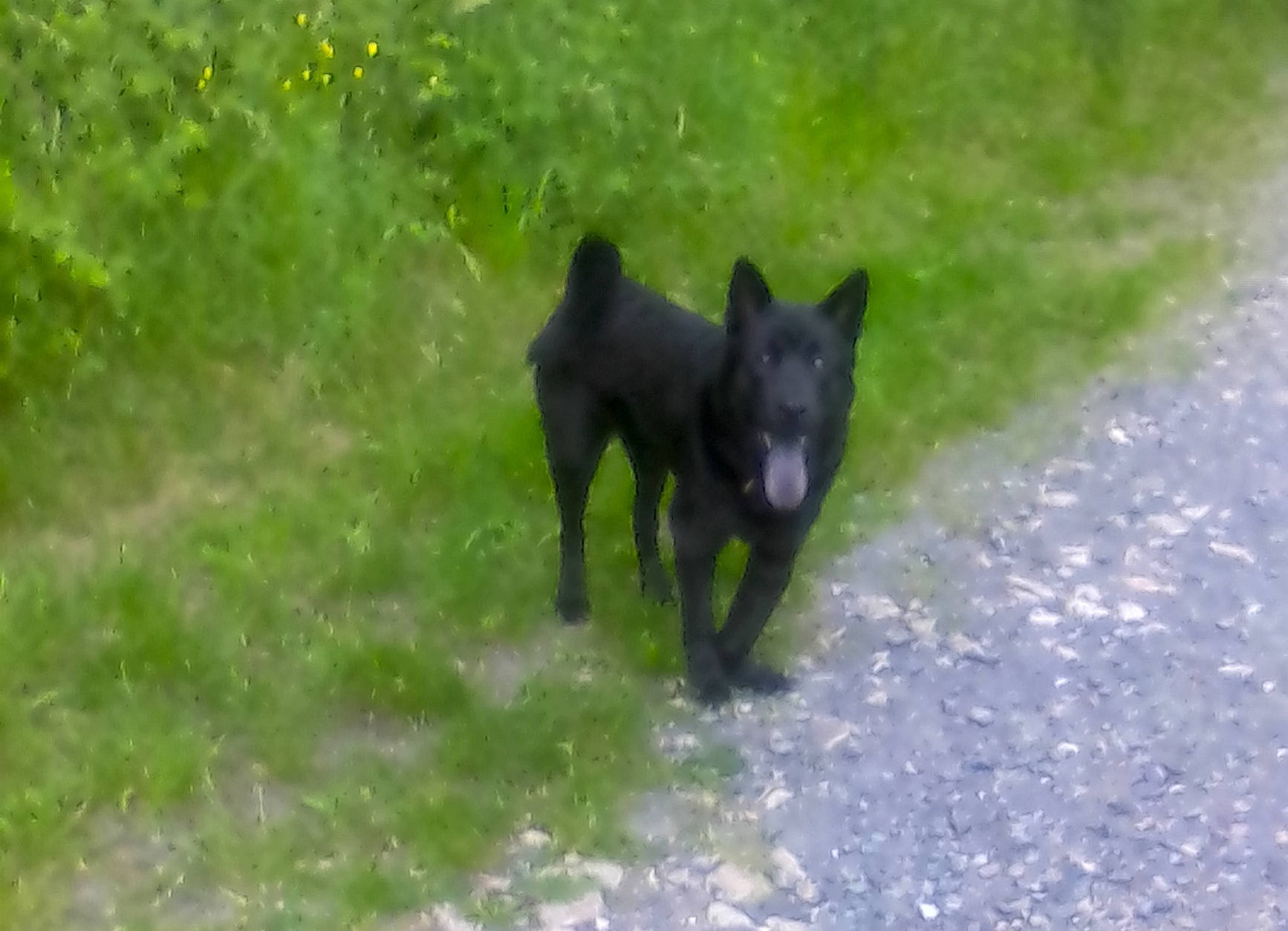 Ninou a rejoint le concours — aidez-le/la à gagner de superbes lots ! australian_kelpie, black_norwegian_elkhound, canidae, carnivore, dog, dog_breed, formosan_mountain_dog, hunting_dog, kai_ken, mammal, non_sporting_group, schipperke, sporting_group, vertebrate, working_dog