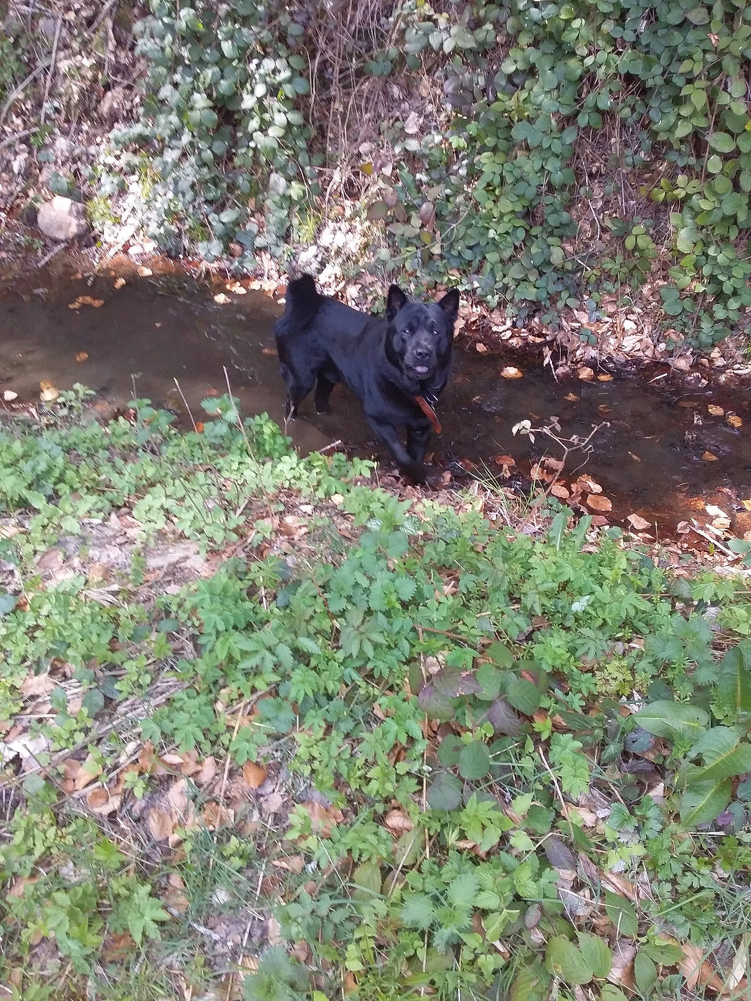 Chowchowlabrador a rejoint le concours — aidez-le/la à gagner de superbes lots ! canidae, carnivore, dog, dog_breed, plant, schipperke, sporting_group