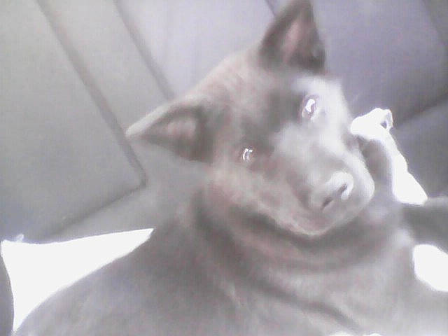 Gandolf a rejoint le concours — aidez-le/la à gagner de superbes lots ! canidae, carnivore, dog, dog_breed, ear, eye, formosan_mountain_dog, mammal, norwegian_elkhound, nose, snout, whiskers