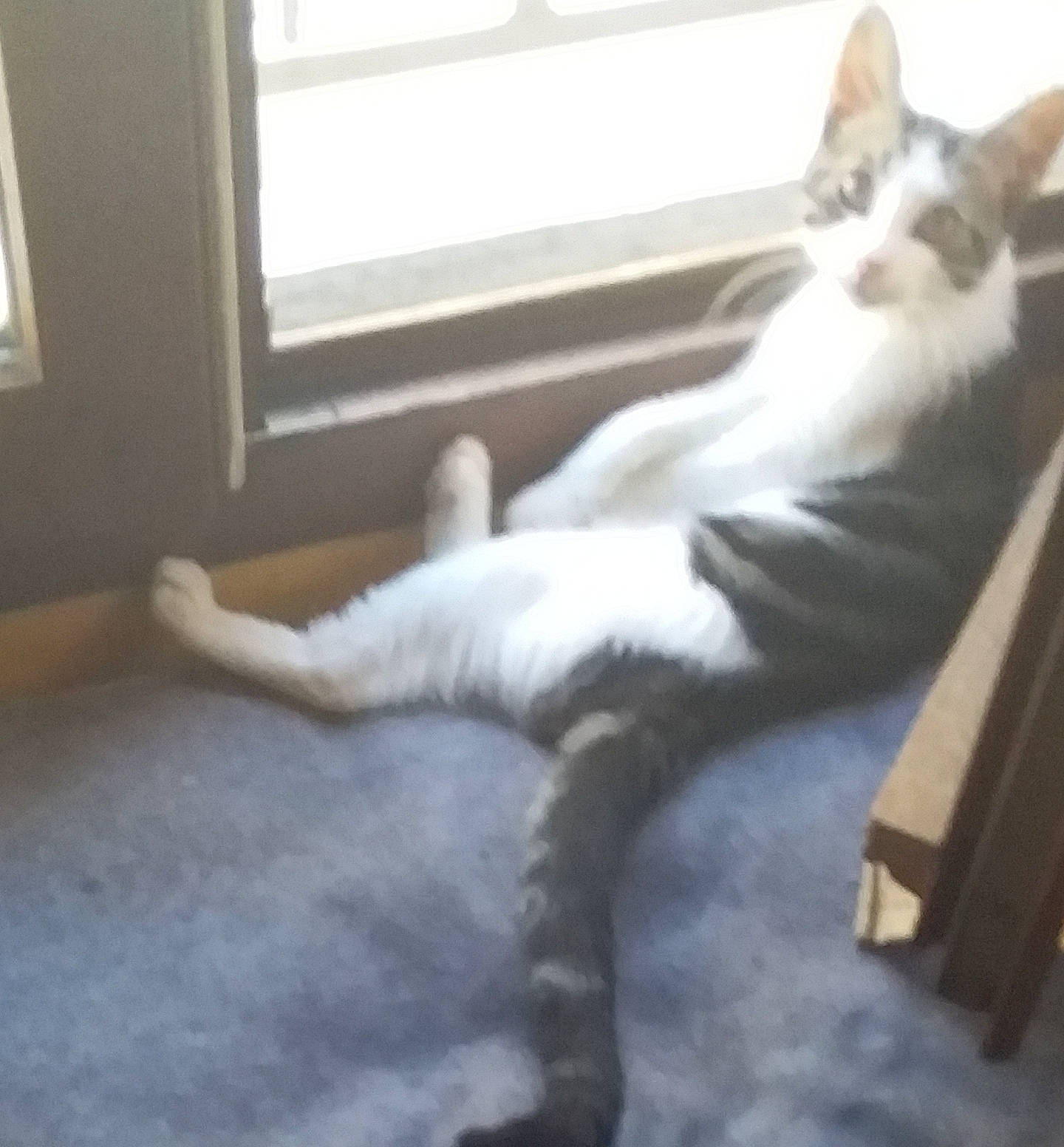 Chat participe au concours pour gagner de l'argent avec cette photo : aegean_cat, canidae, carnivore, cat, companion_dog, dog_breed, fawn, felidae, mammal, oriental_longhair, polydactyl_cat, small_to_medium_sized_cats, tail, whiskers