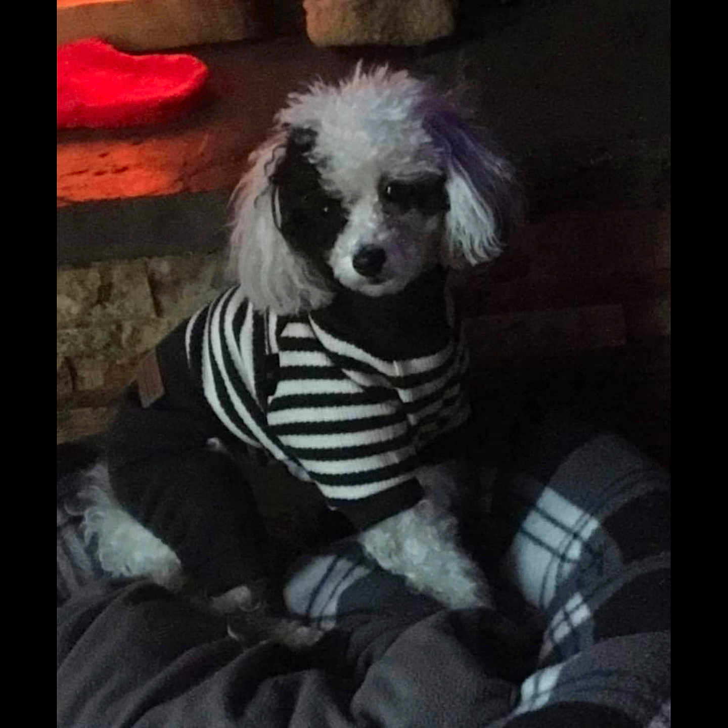 Max joined the competition — help win amazing prizes! animal, bed, bedroom, canine, couch, cushion, dog, face, furniture, head, homedecor, indoors, person, pet, photography, poodle, portrait, puppy, room, whitedog