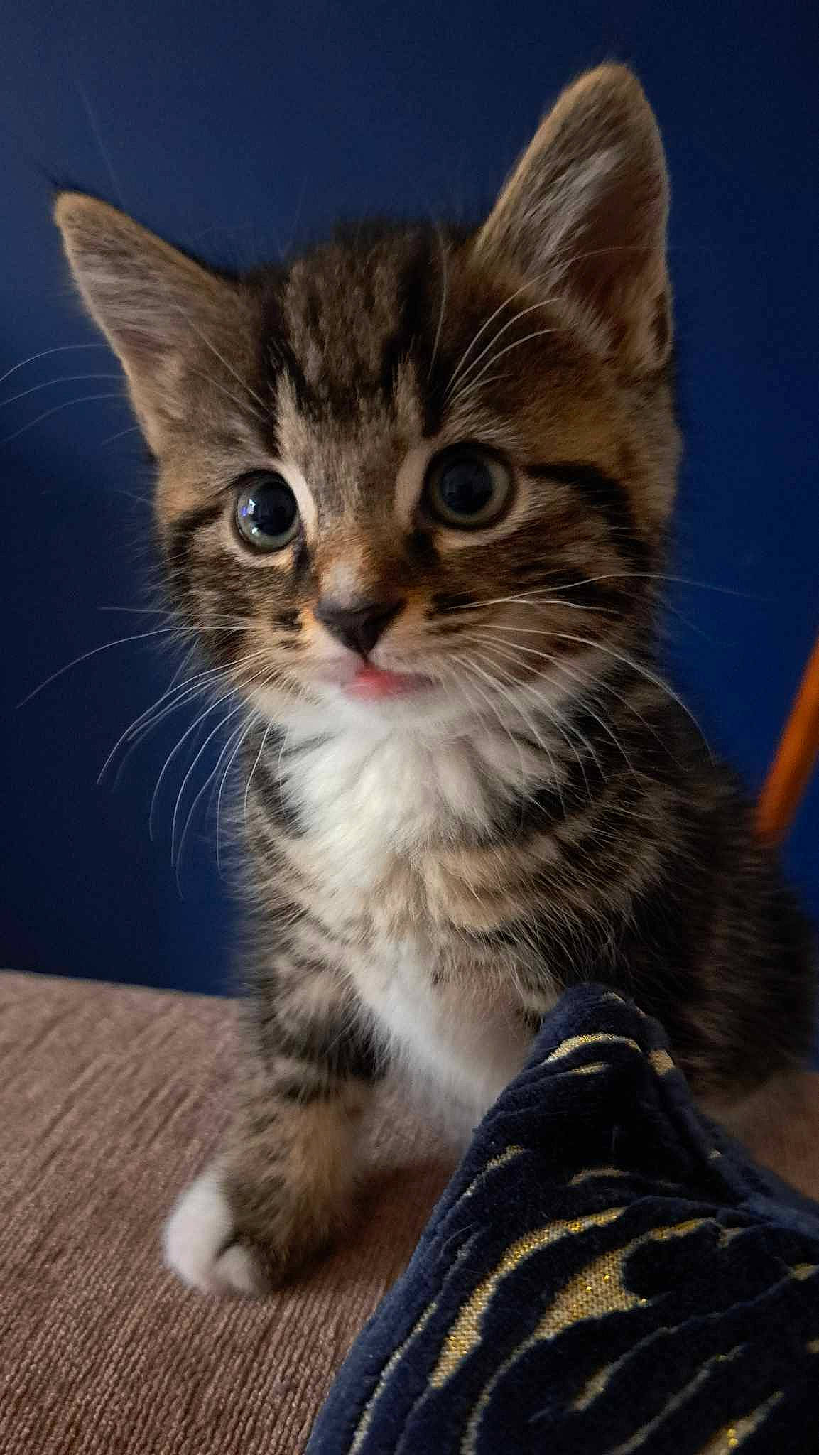 Alice is registered to the contest to win money with this photo: carnivore, cat, claw, curious, domestic_short_haired_cat, felidae, fur, iris, paw, small_to_medium_sized_cats, snout, table, terrestrial_animal, whiskers