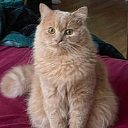 Tank is registered to the contest to win money with this photo: animal, cat, curious, cute, domestic, feline, fluffy, fur, green_eyes, household, indoor, looking, orange_cat, pet, portrait, relaxed, sitting, soft_light, tail, whiskers