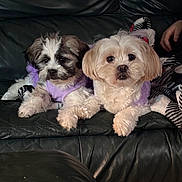 Dior And Coco is registered to the contest to win money with this photo: animal, blanket, companion, cozy, cute, dog, domestic, fluffy, fur, hand, indoor, leather_couch, looking_at_camera, pet, puppy, purple_clothing, relaxed, resting, small_dog, two_dogs